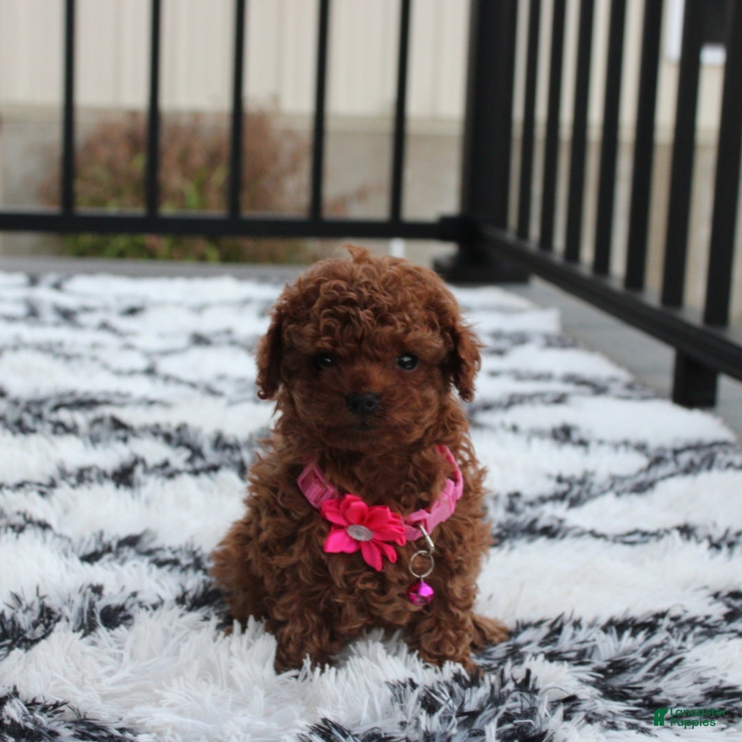 Toy Poodle dogs for sale: Bella - Ad 11