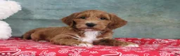 Mini Goldendoodle dogs for sale: Dante - Ad 4