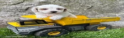 Havapoo dogs for sale: Arlo - Ad 3