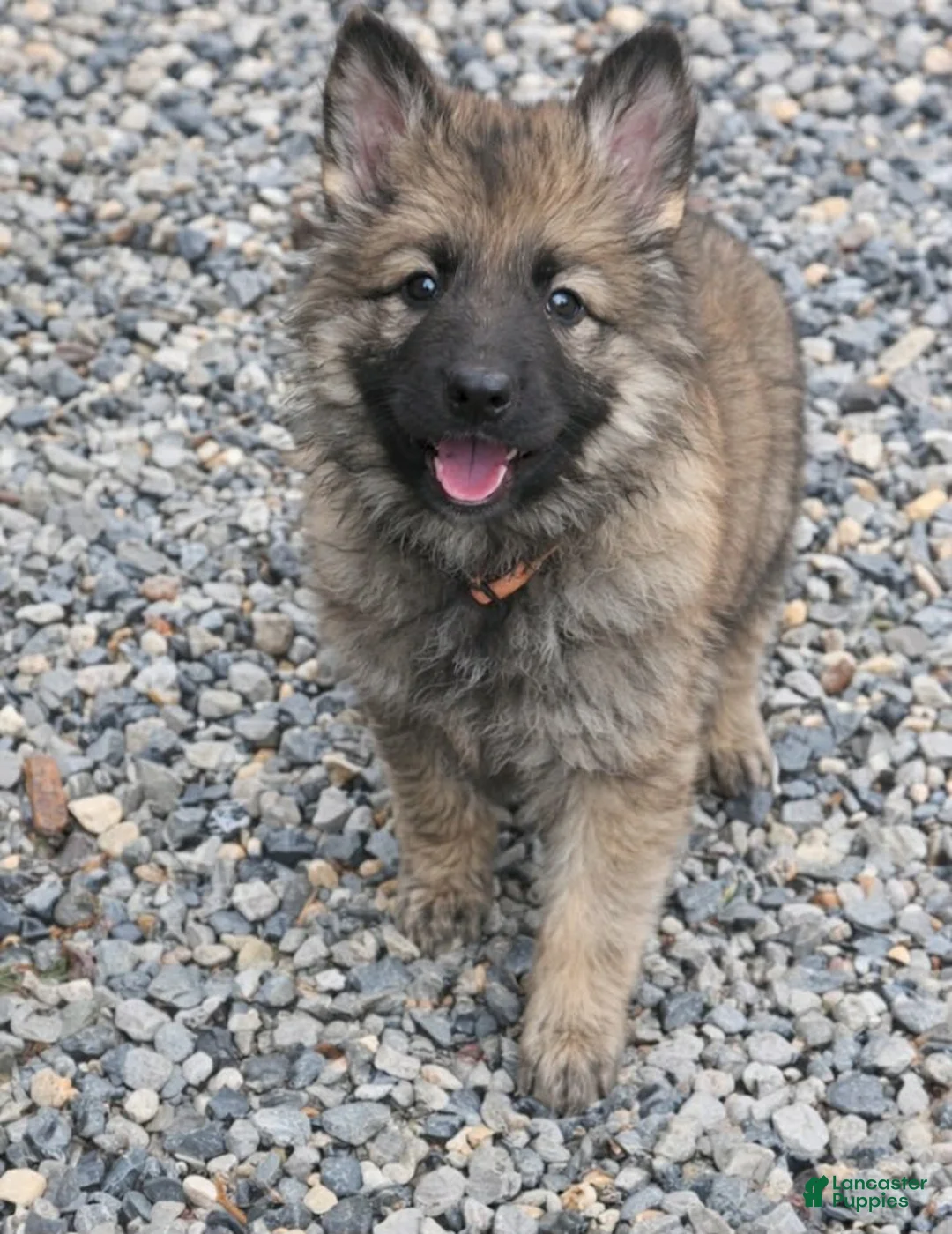 German Shepherd dogs for sale: Queen - Ad 1