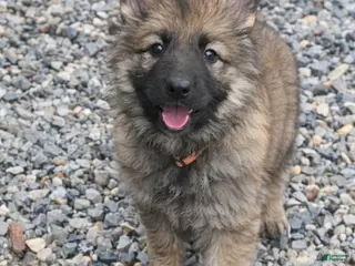 German Shepherd dogs for sale: Queen - Ad 3