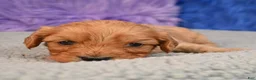 Cavapoo dogs for sale: Cavapoo 4 - Ad 3