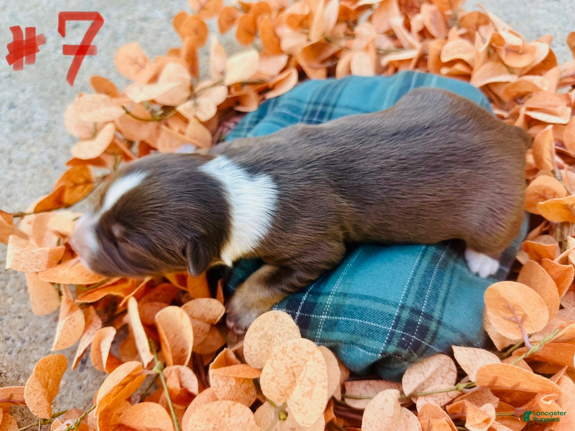 Australian Shepherd dogs for sale: Australian Shepherd 7 - Ad 6