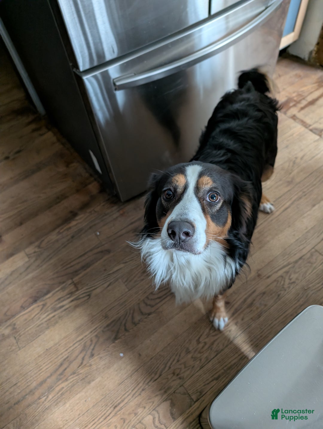 Australian Cattle Dog dogs for sale: Australian Cattle Dog Puppy 1 - Ad 1