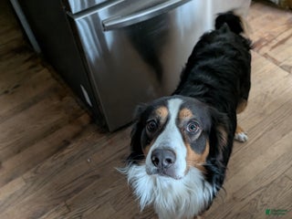 Australian Cattle Dog dogs Australian Cattle Dog Puppy 1 - Ad 22