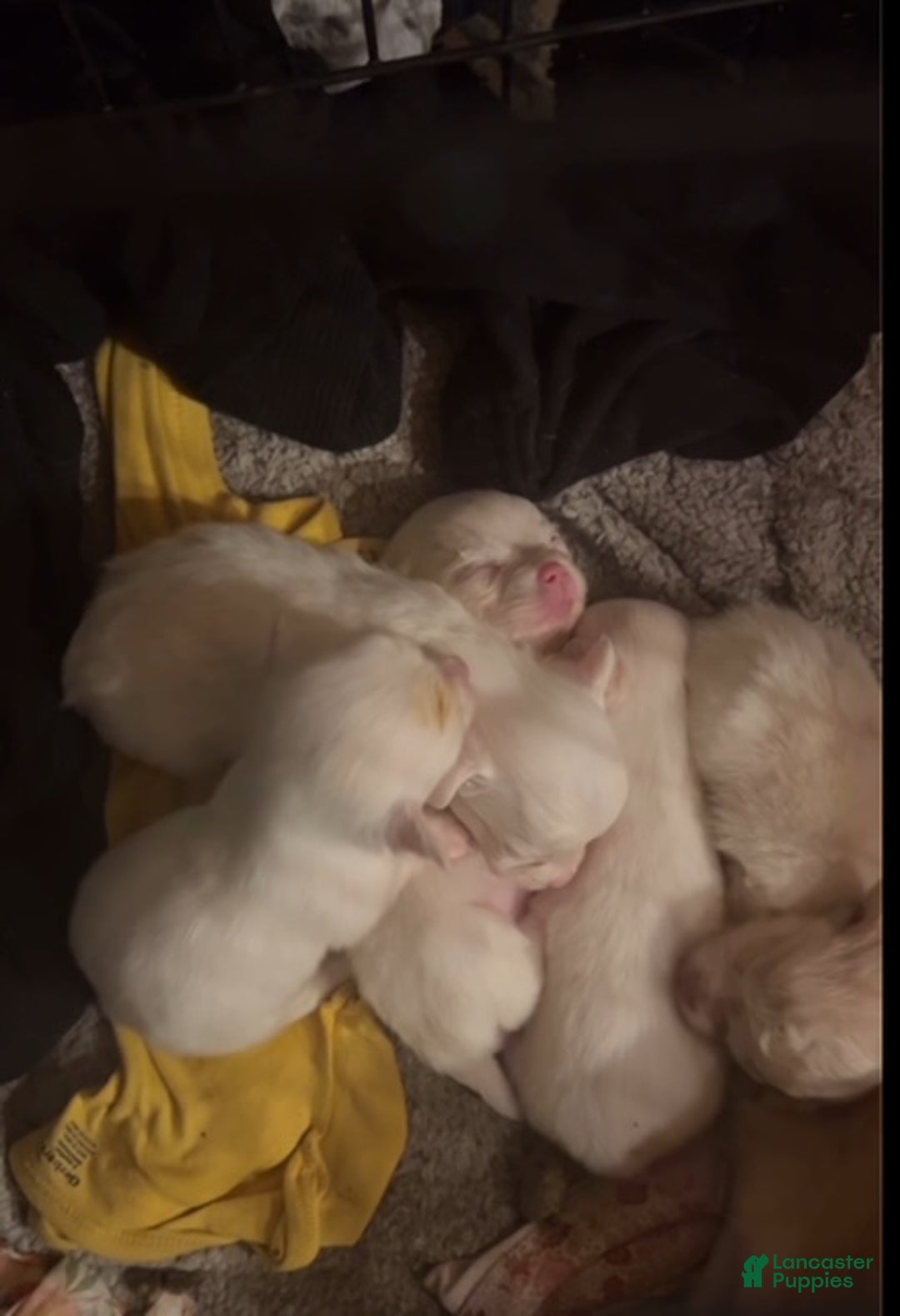 Pomchi dogs for sale: Pomchi Puppy 3 - Ad 2