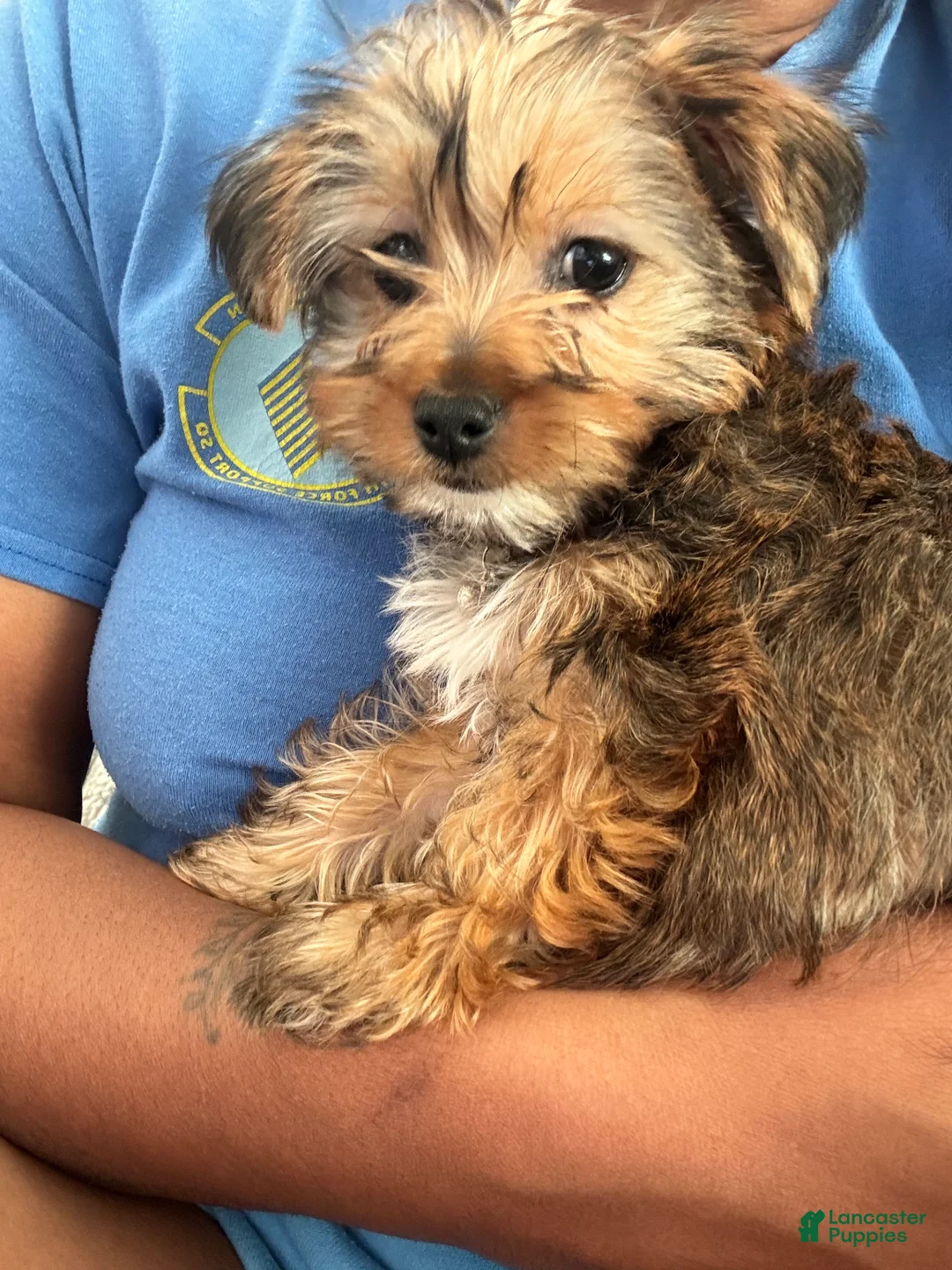 Yorkshire Terrier dogs for sale: Bailey (yellow) - Ad 2