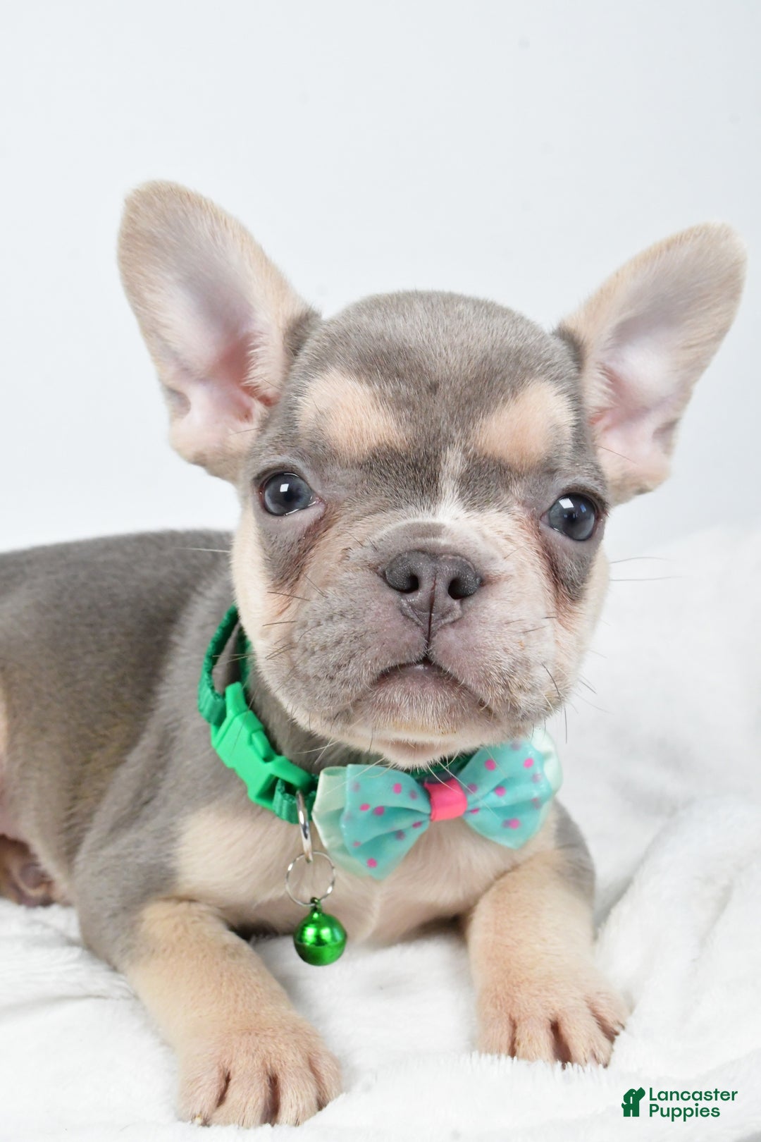 French Bulldog dogs for sale: Emily  - Ad 4