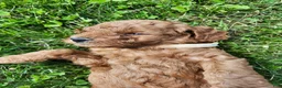 Standard Poodle dogs for sale: Rose - Ad 3