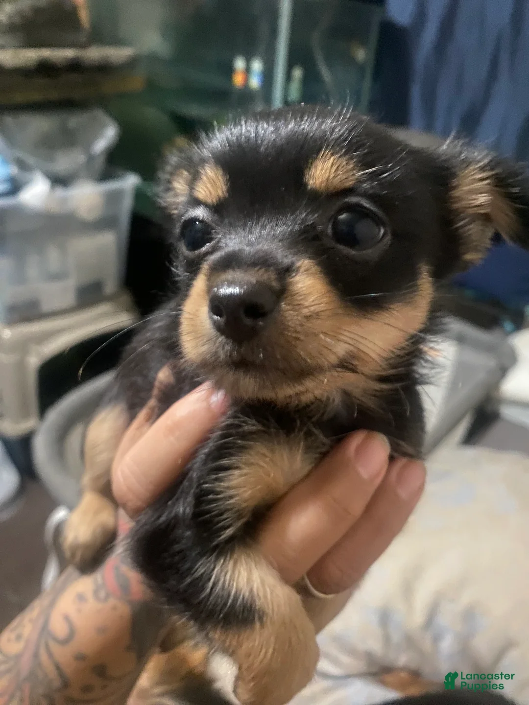 Mixed Breed dogs for sale: Mixed Breed Puppy 2 - Ad 2