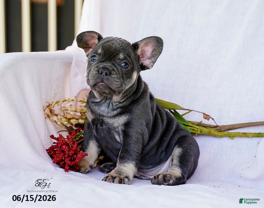 French Bulldog dogs Diesel - Ad 2