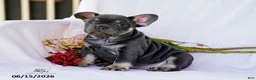 French Bulldog dogs for sale: Diesel - Ad 2