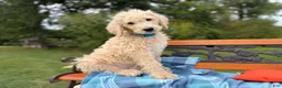 Labradoodle dogs for sale: Salty (Boy) - Ad 5