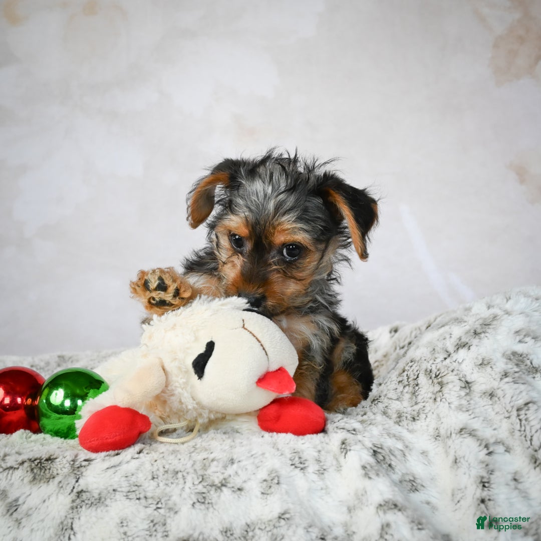 Yorkshire Terrier dogs for sale: Jerry - Ad 11