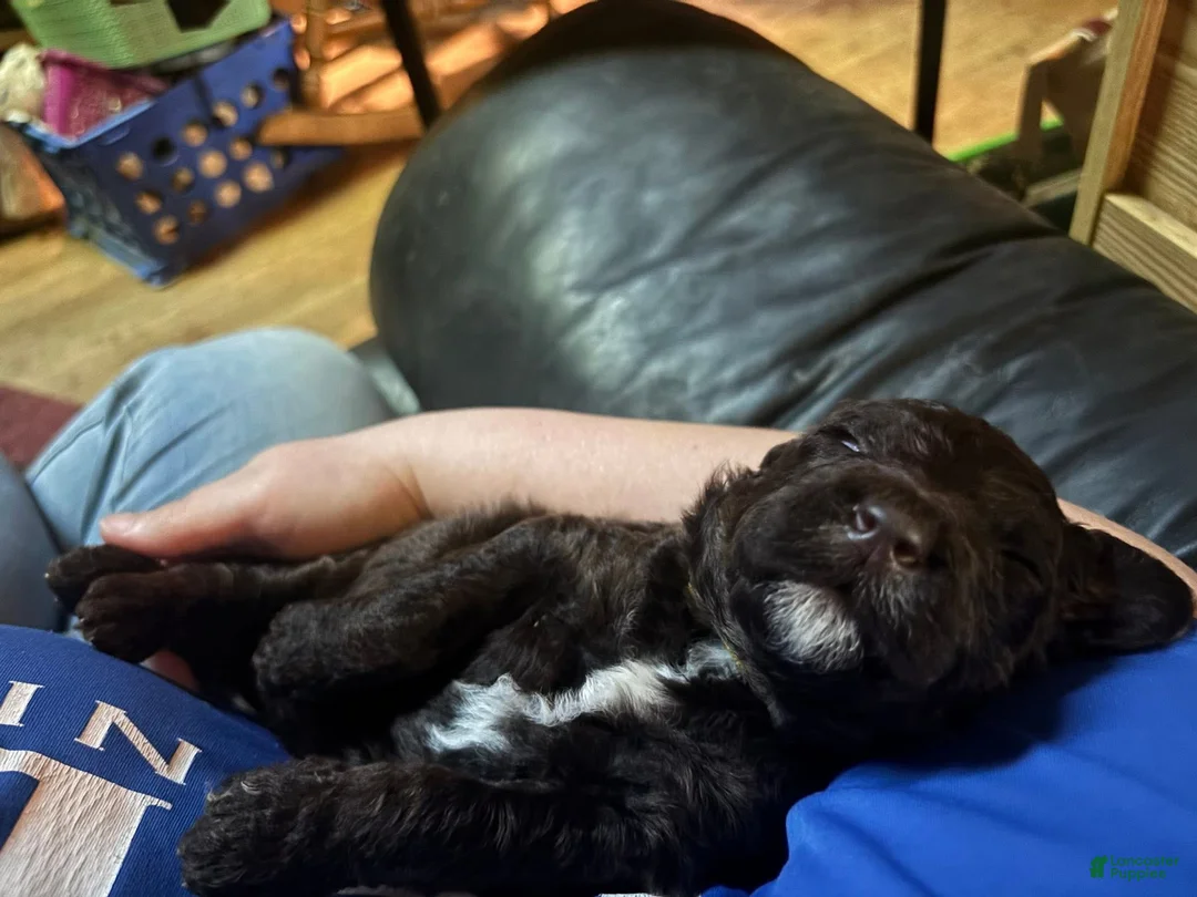 Standard Poodle dogs for sale: Lily - Ad 1