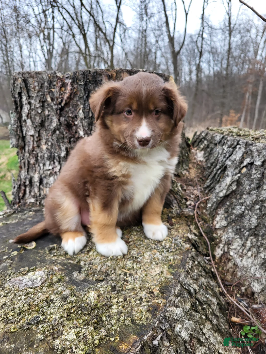 Australian Shepherd dogs for sale: Ringo  - Ad 2