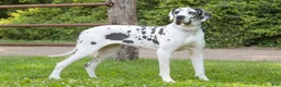 Great Dane dogs for sale: Clark Great Dane  - Ad 9