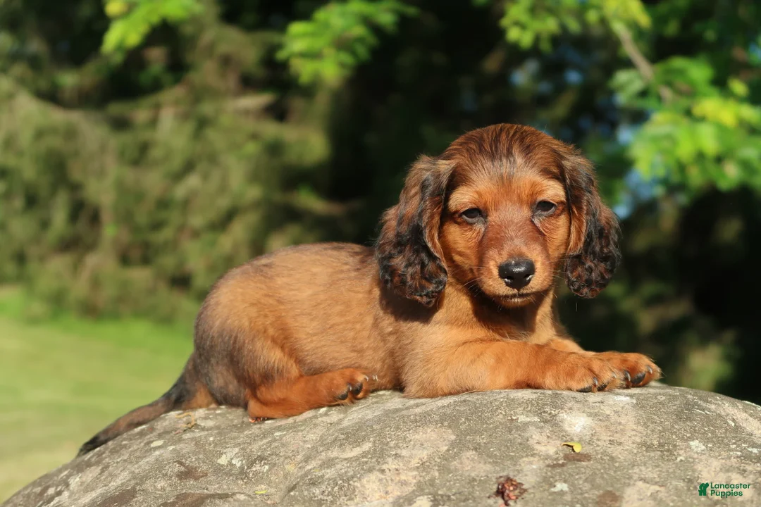 Miniature Dachshund dogs for sale: Archie - Ad 1