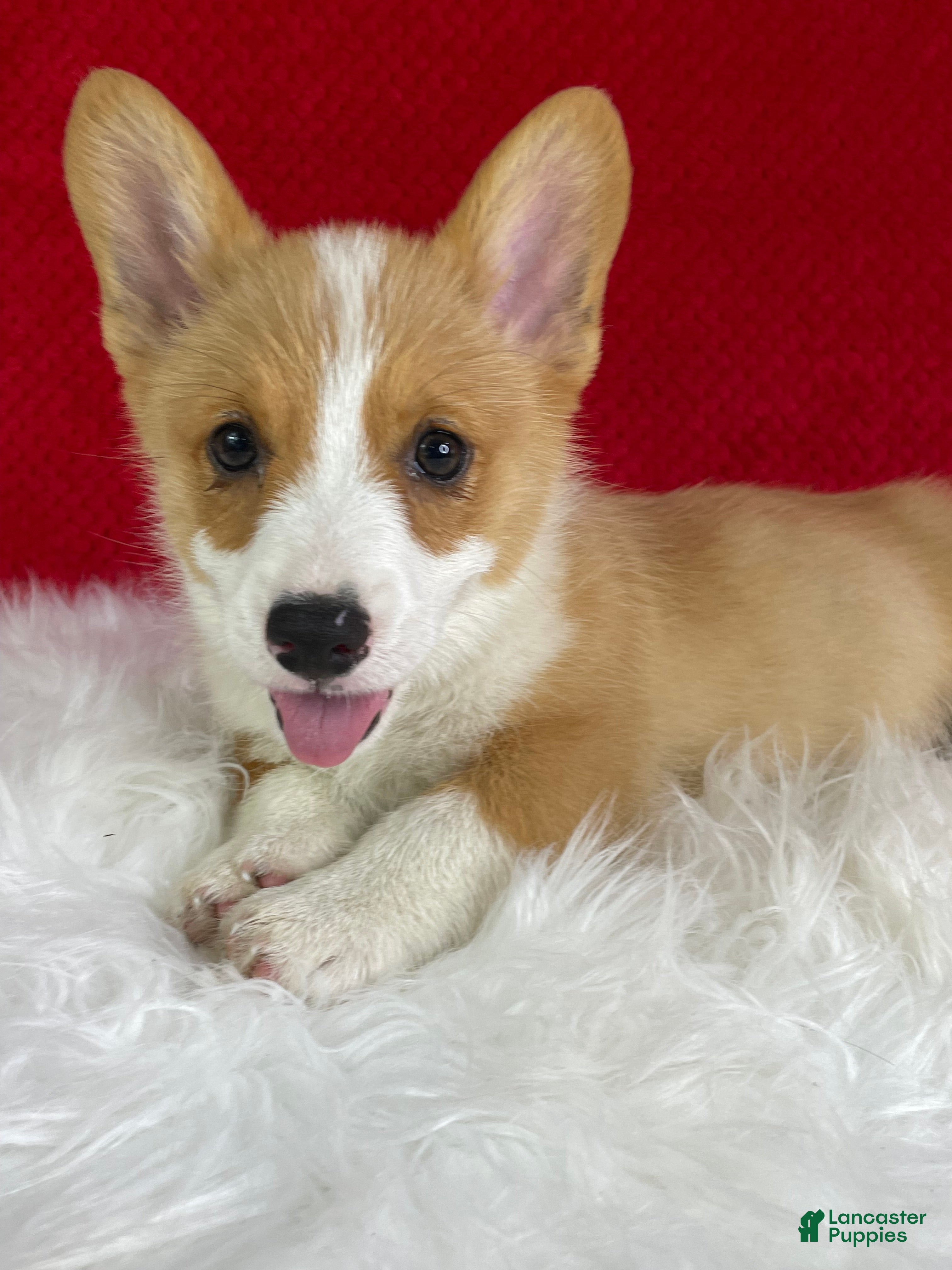 Welsh Corgi Pembroke dogs Milo - Ad 1