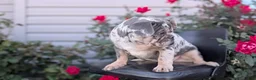 French Bulldog dogs for sale: Falcon - Ad 7