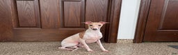 Italian Greyhound dogs for sale: Robbie - Ad 14