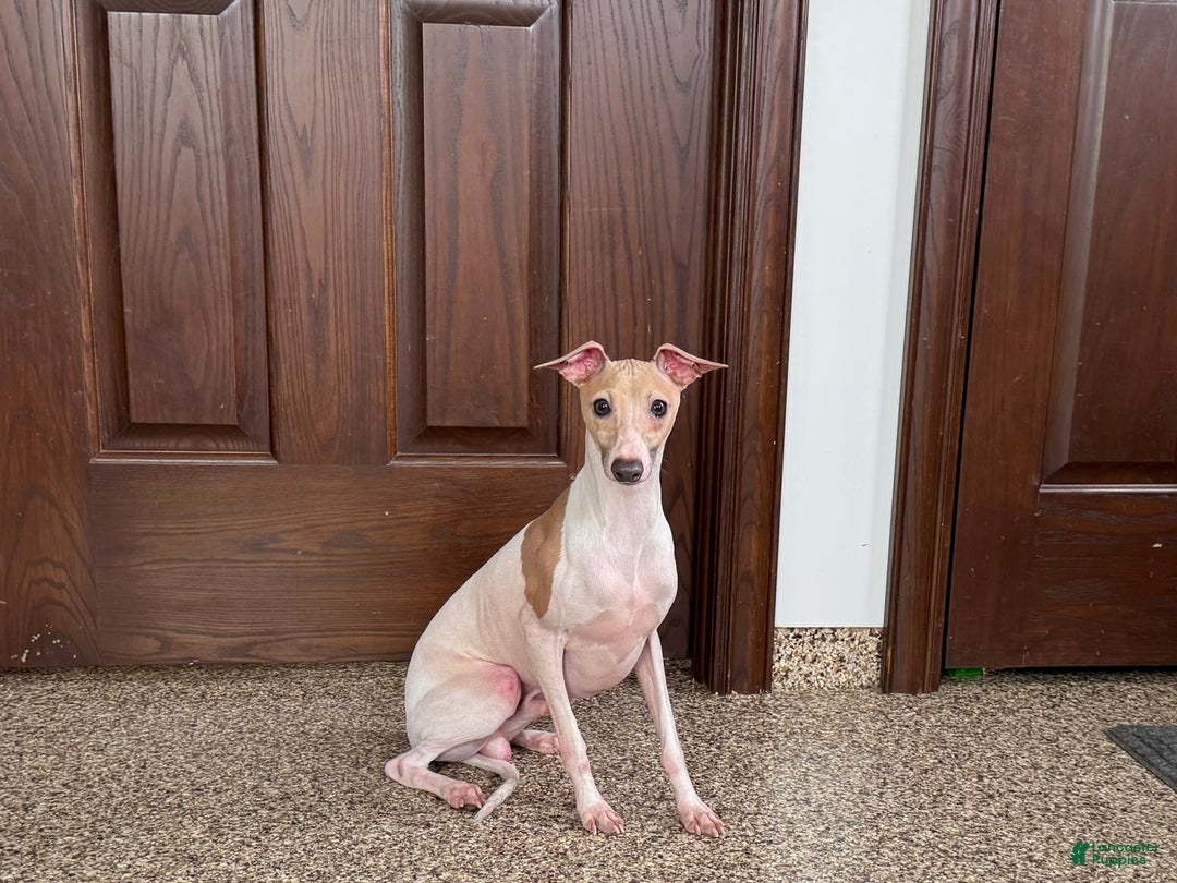 Italian Greyhound dogs for sale: Robbie - Ad 14