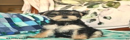 Morkie dogs for sale: Max  - Ad 3