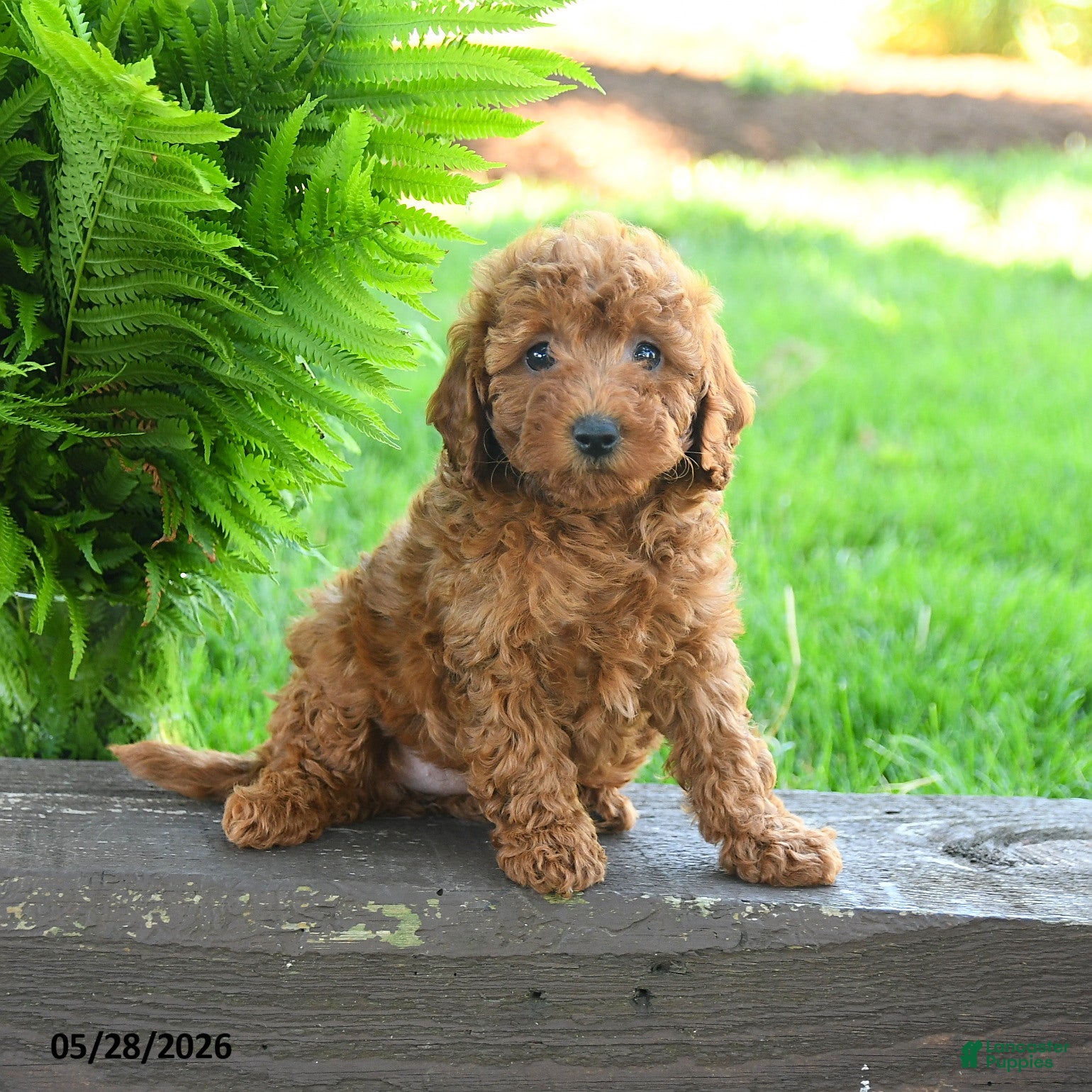 Miniature Poodle dogs Teagan - Ad 1