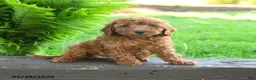 Miniature Poodle dogs for sale: Teagan - Ad 1