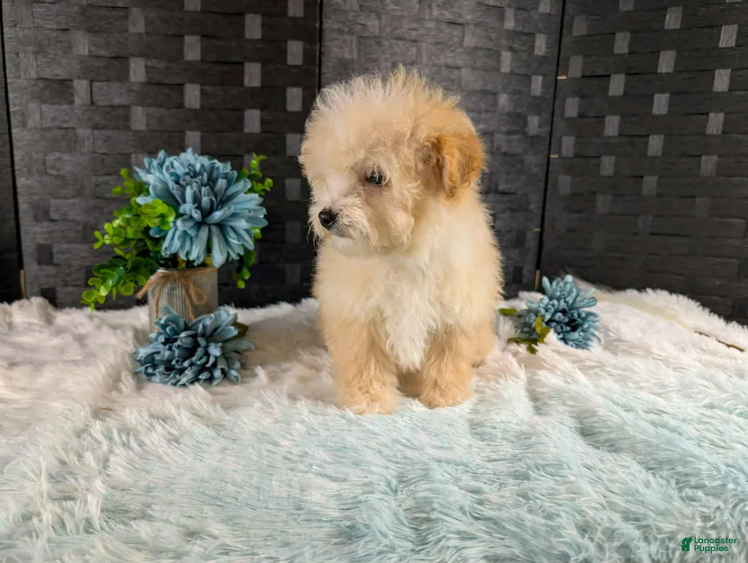 Bichpoo dogs for sale: Kiri - Ad 3