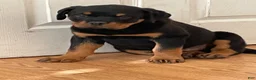 Rottweiler dogs for sale: Rottweiler Puppy 6 - Ad 4