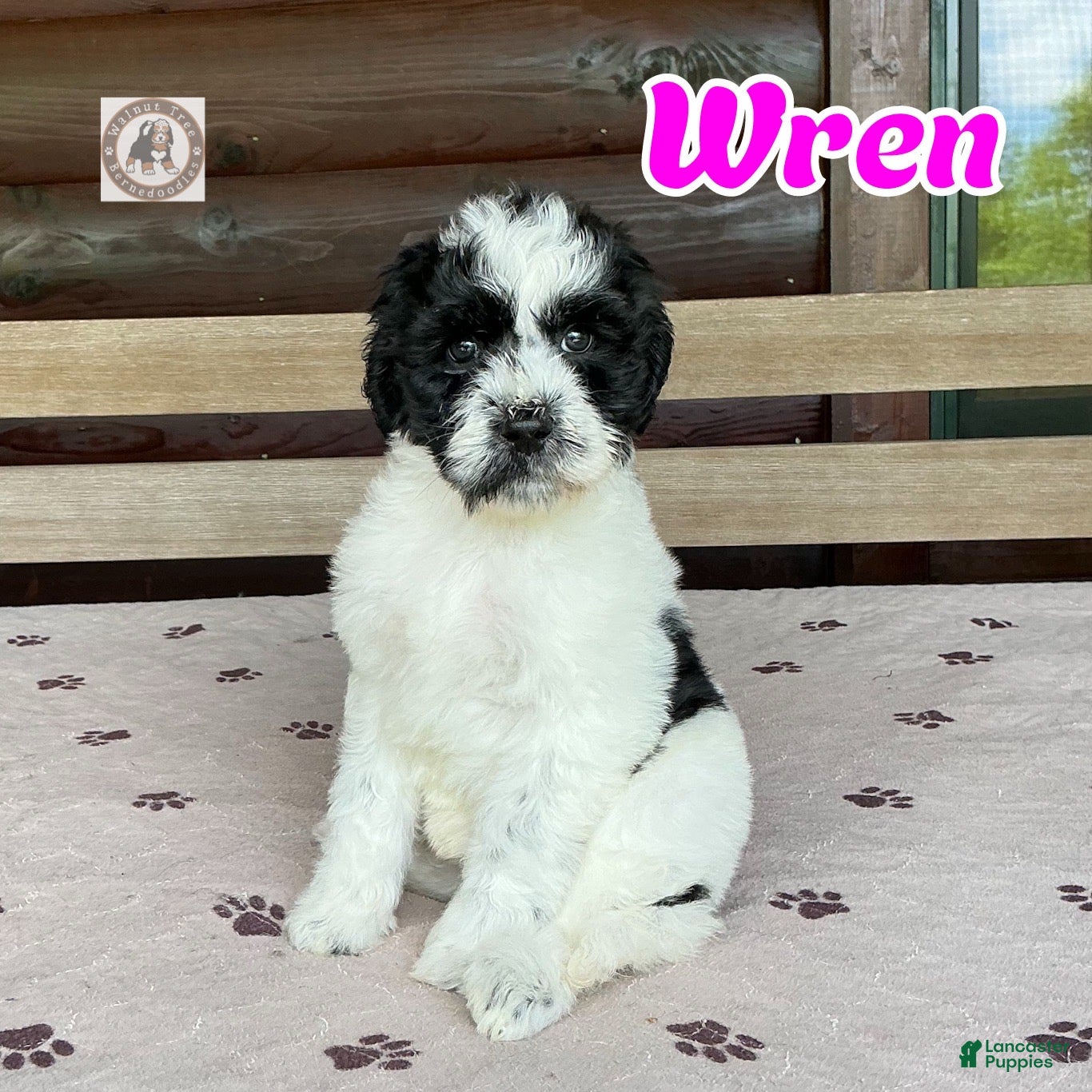Bernedoodle dogs Wren - Ad 1