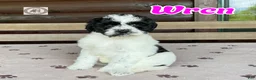 Bernedoodle dogs for sale: Wren - Ad 1