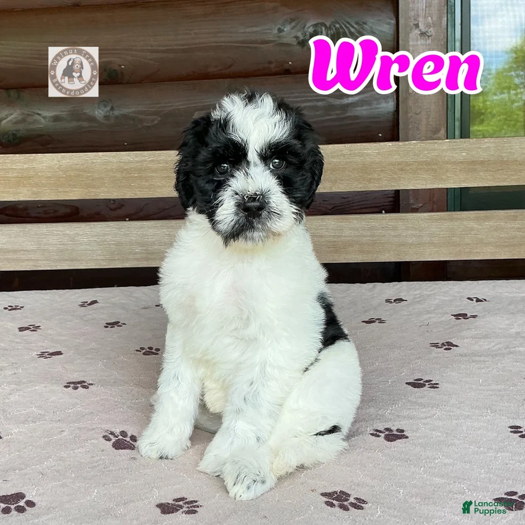 Bernedoodle dogs for sale: Wren - Ad 1