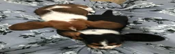 Basset Hound dogs for sale: Buddy-Male - Ad 2