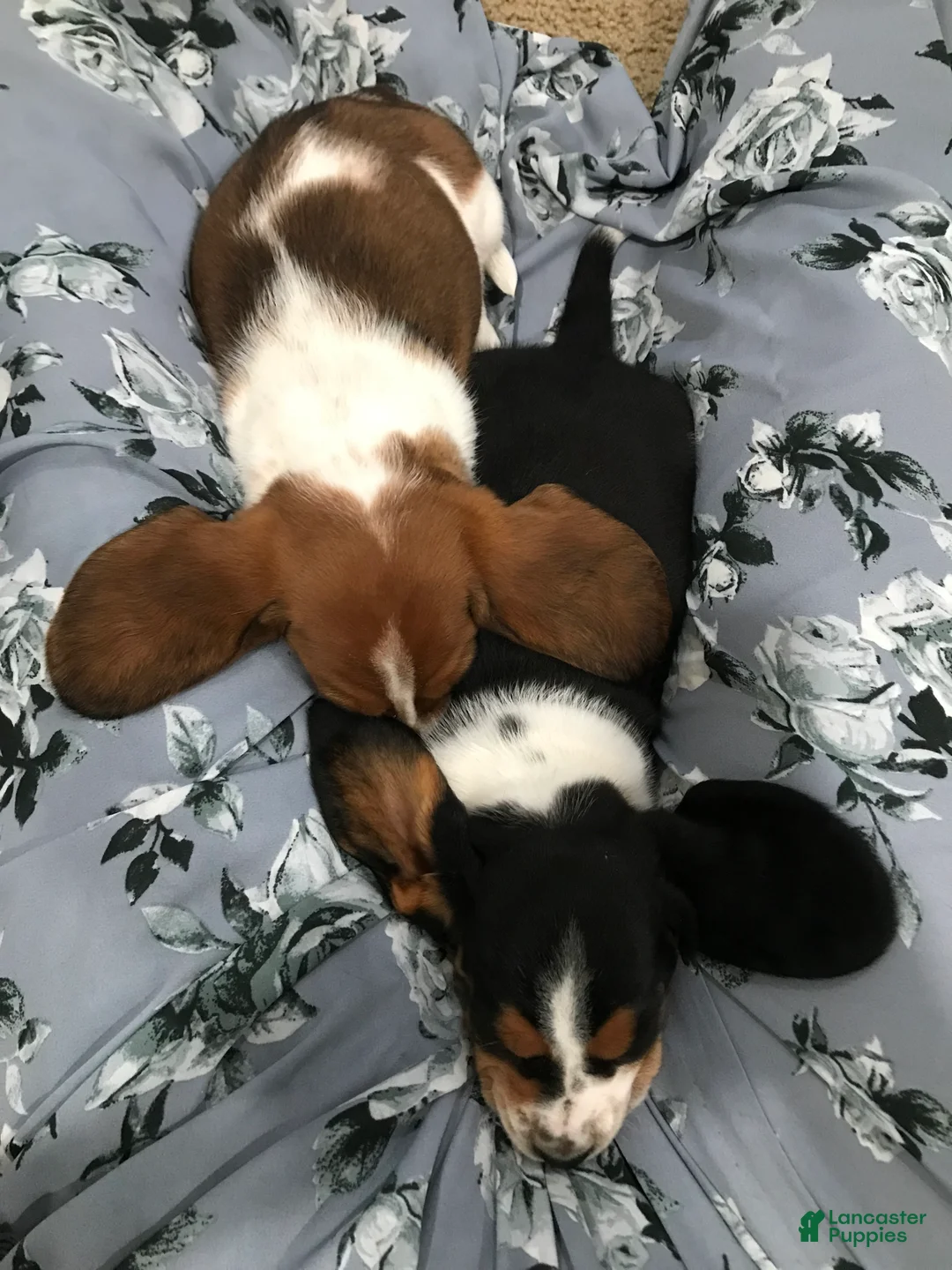 Basset Hound dogs for sale: Buddy-Male - Ad 2