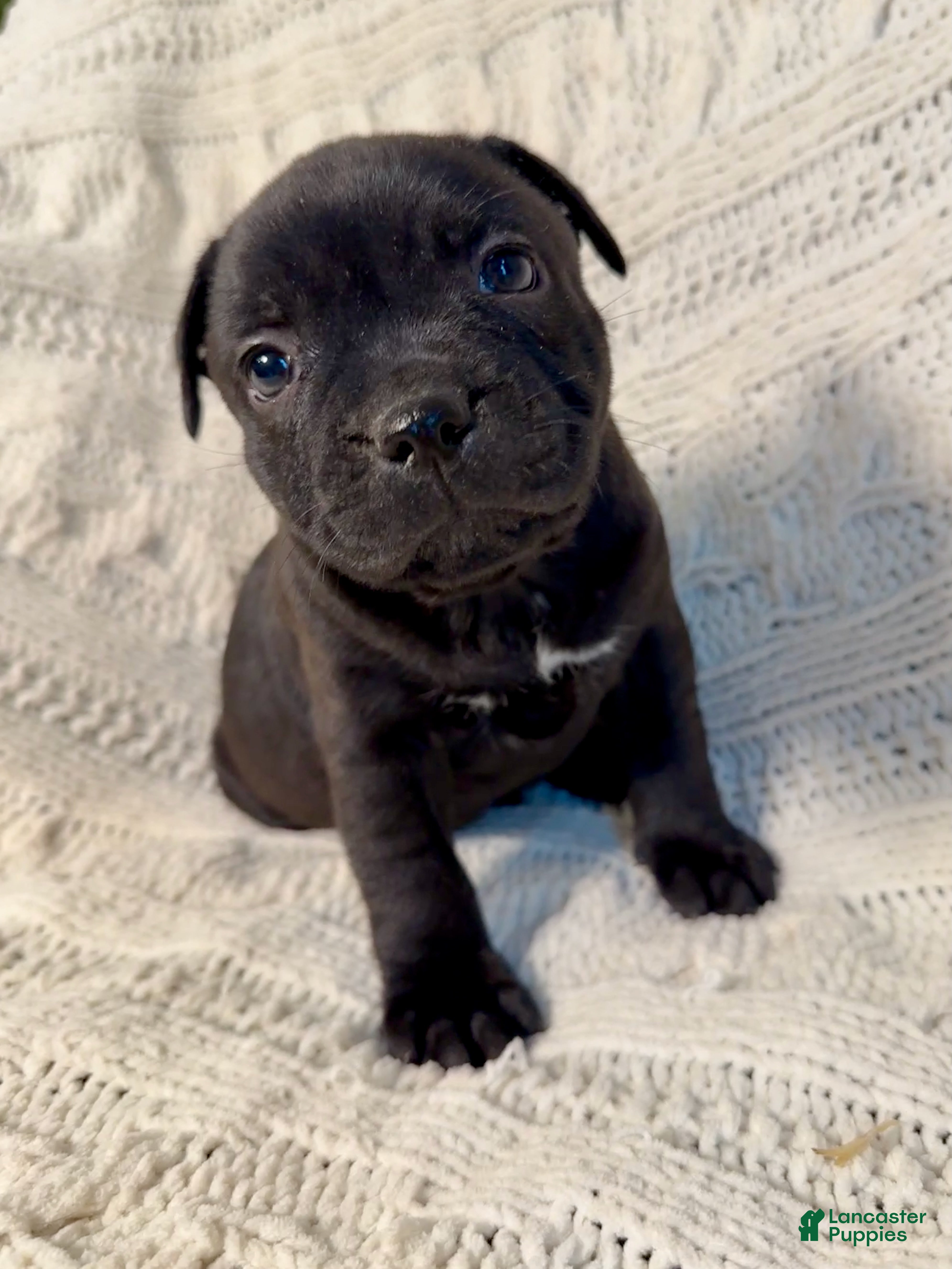 Staffordshire Bull Terrier dogs Staffordshire Bull Terrier Puppy 6 - Ad 2