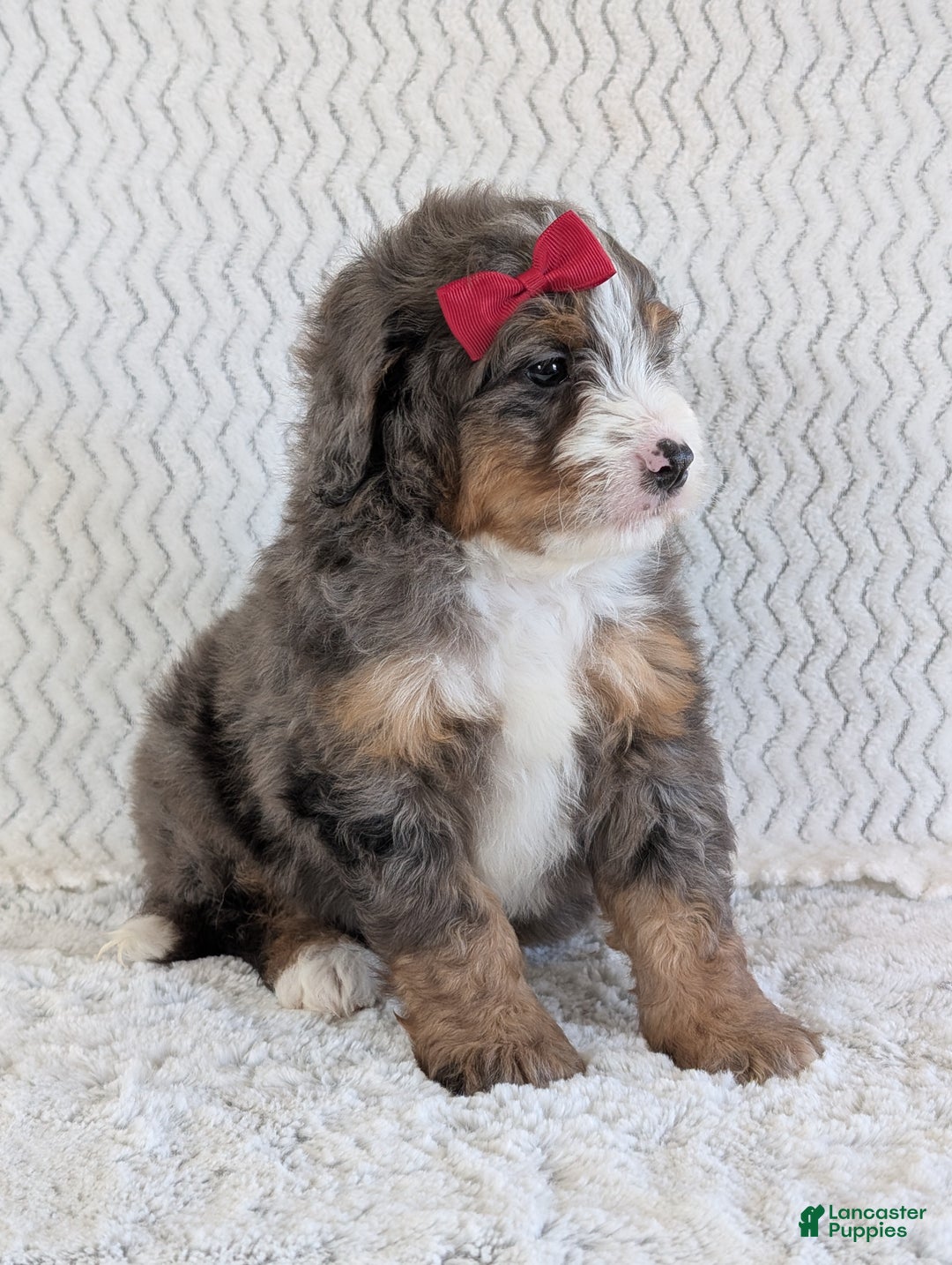 Mini Bernedoodle dogs for sale: Mini Wyatt  - Ad 16