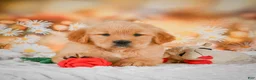 Golden Retriever dogs for sale: Willow - Ad 4