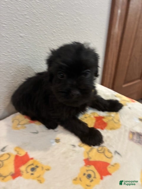 Yorkiepoo dogs Boy  - Ad 1