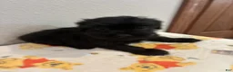 Yorkiepoo dogs for sale: Boy  - Ad 1
