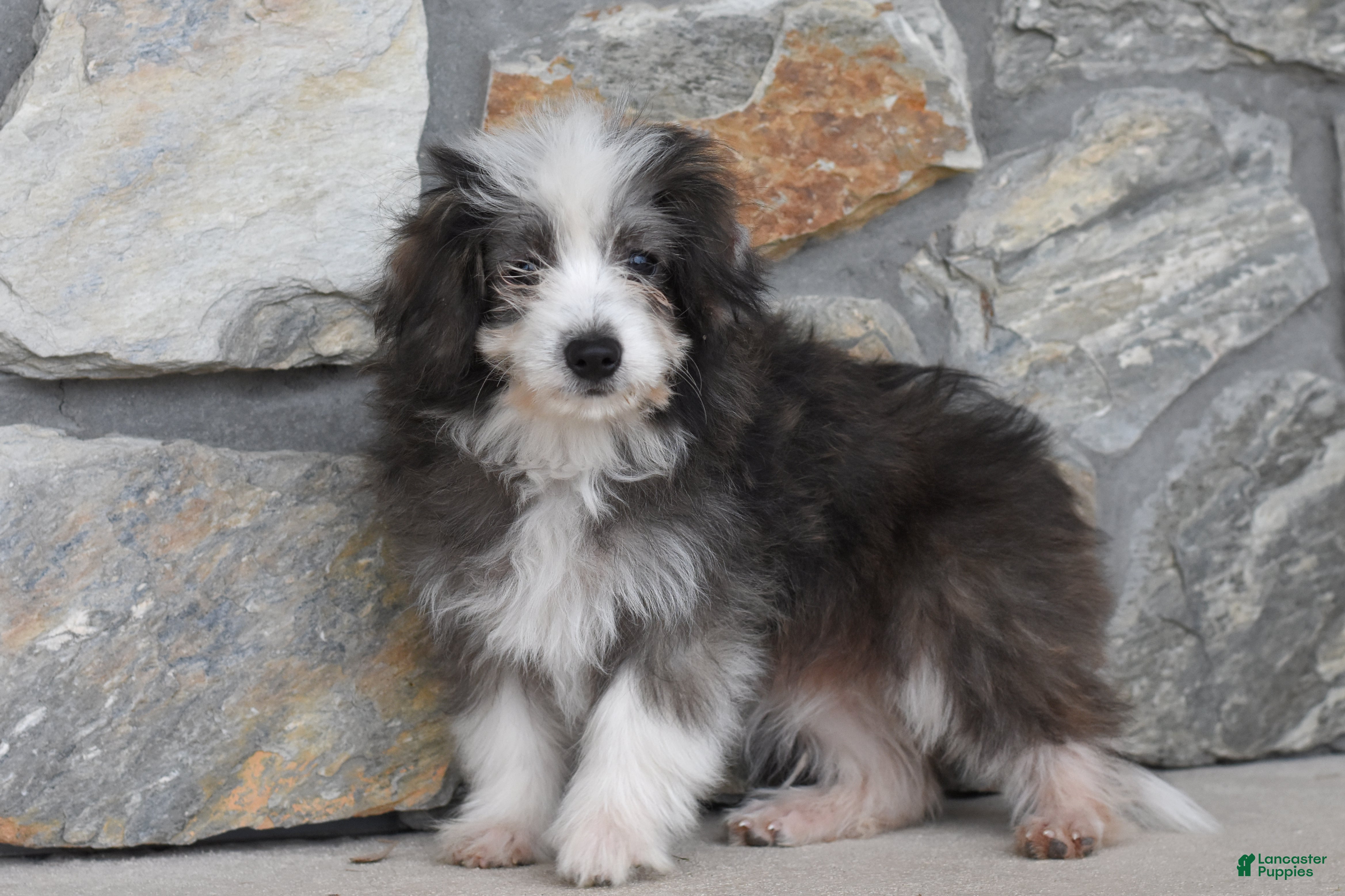 Sophie (Corgipoo, Female) in Bellefonte, PA