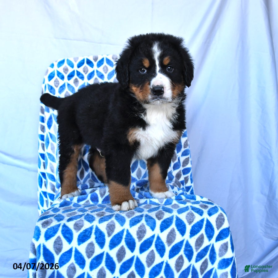Bernese Mountain Dog dogs Junior - Ad 1