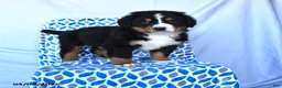 Bernese Mountain Dog dogs for sale: Junior - Ad 1