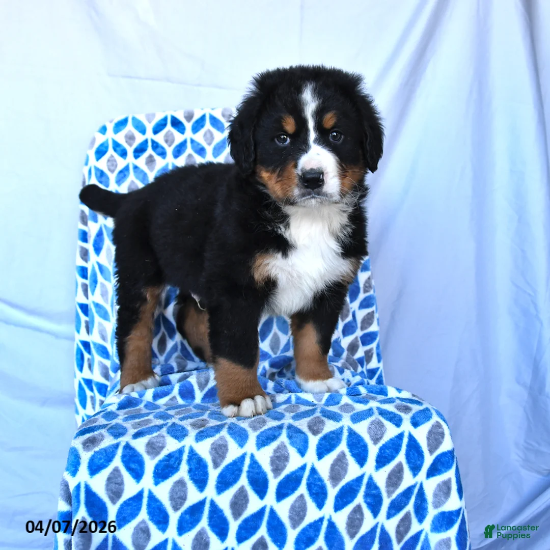 Bernese Mountain Dog dogs for sale: Junior - Ad 1