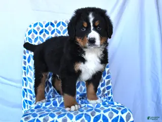 Bernese Mountain Dog dogs for sale: Junior - Ad 4