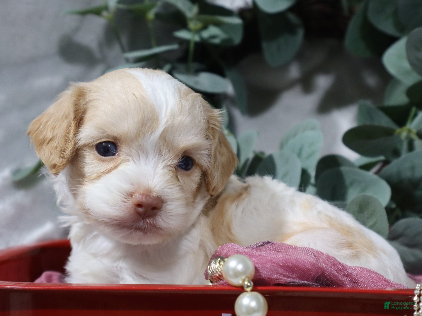 Cavapoo dogs Bliss - Ad 1