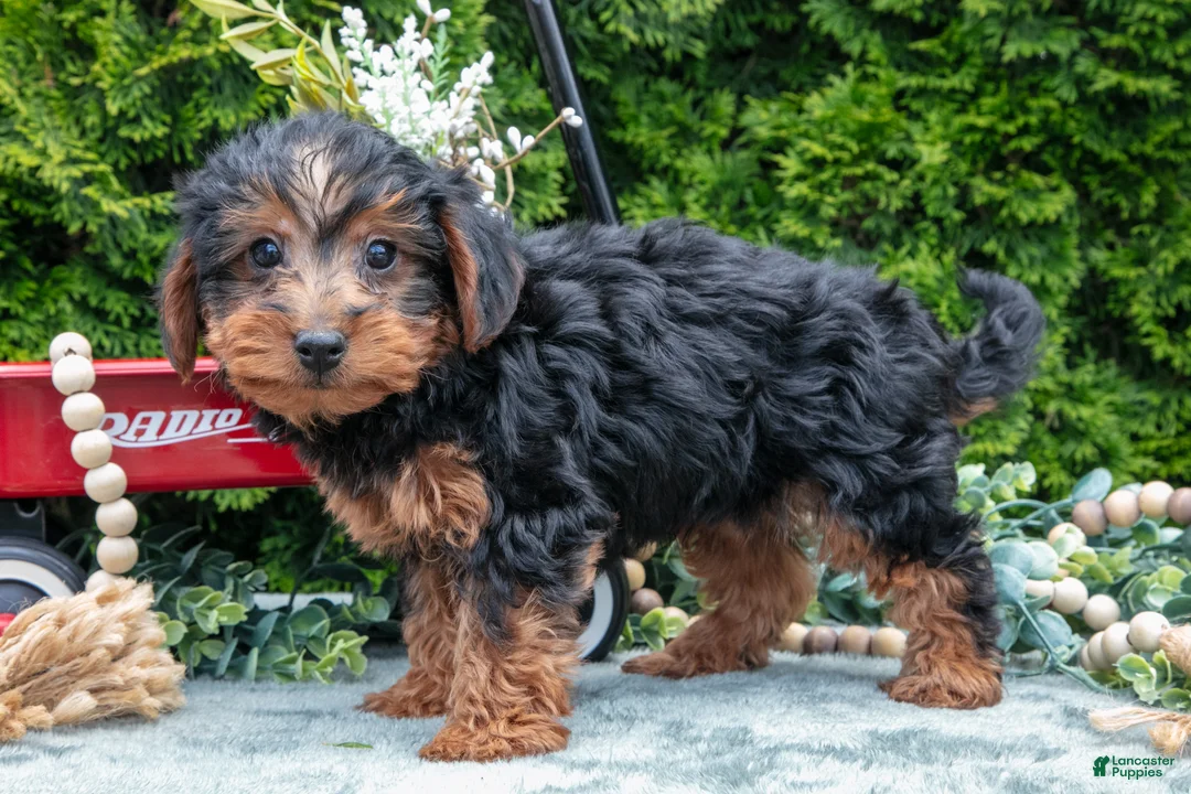 Shorkie dogs for sale: Coach - Ad 2