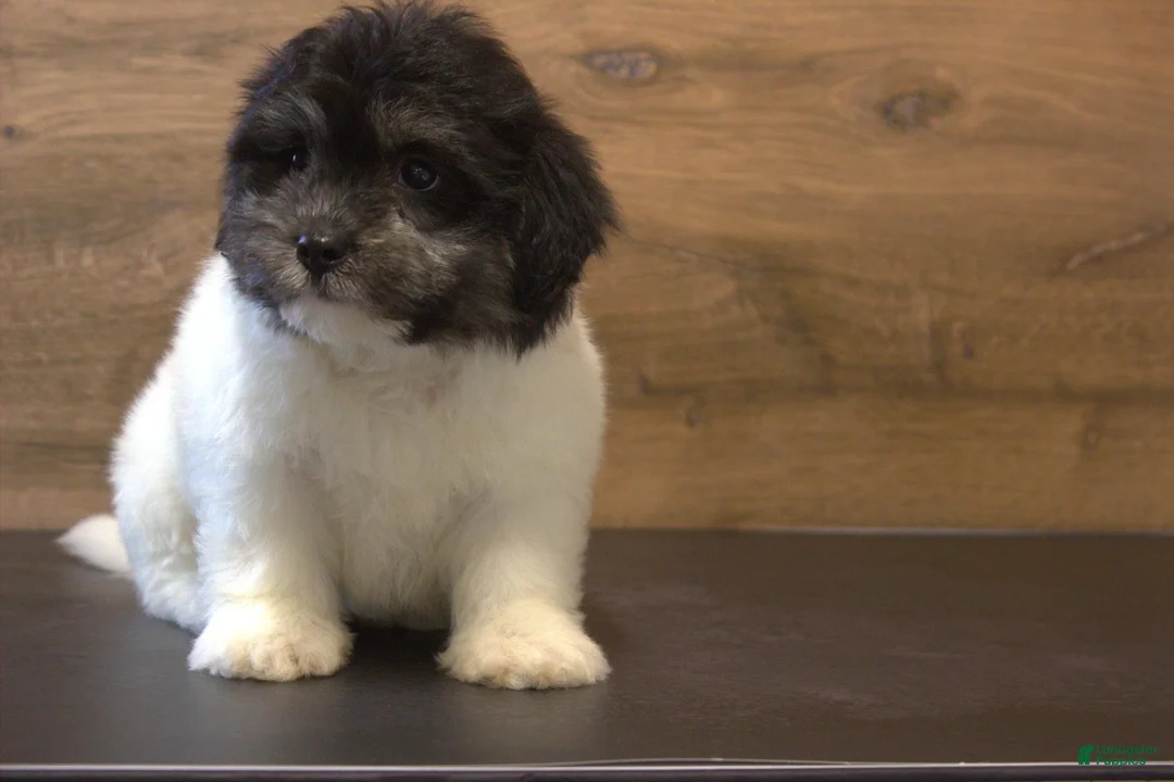 Teddy Bear dogs for sale: Rue - Ad 3