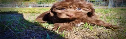 Havapoo dogs for sale: Pringles - Ad 8